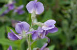 Blue wild indigo